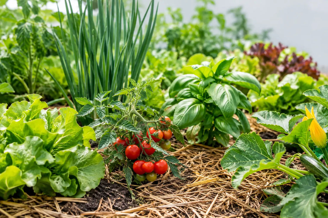 12 plantes potagères économes en eau à cultiver